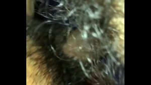 Địt và xuất tinh vào em học sinh bím hồng nhiều lông da trắng